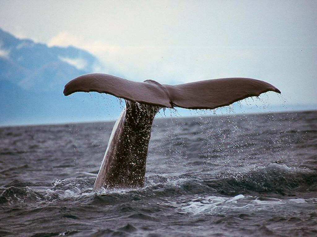 Whale Tail.jpg